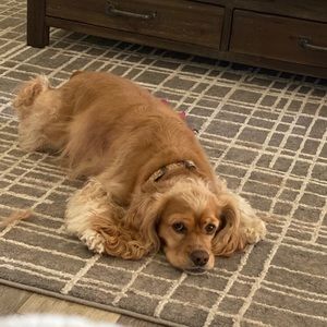 Meet your Posher, Amy